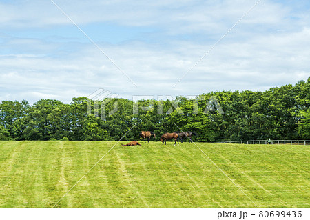 夏の競走馬（サラブレッド）生産牧場　イメージ　北海道 80699436