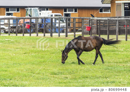 夏の競走馬（サラブレッド）生産牧場　イメージ　北海道 80699448