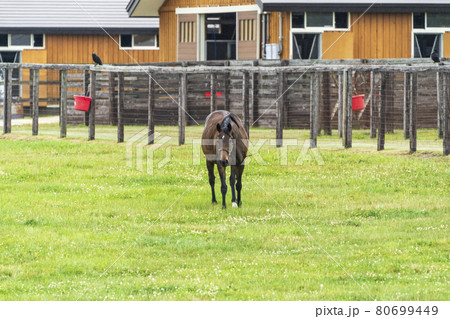 夏の競走馬（サラブレッド）生産牧場　イメージ　北海道 80699449