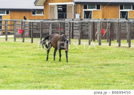 夏の競走馬（サラブレッド）生産牧場　イメージ　北海道 80699450