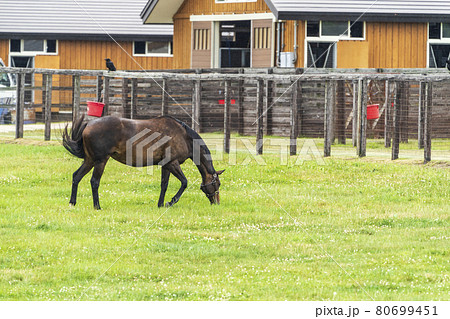 夏の競走馬（サラブレッド）生産牧場　イメージ　北海道 80699451