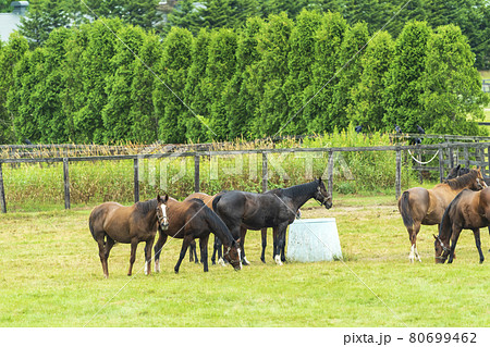 夏の競走馬(サラブレッド)生産牧場 イメージ 北海道 夏の競走馬(サラブレッド)生産牧場 イメージ 北海道 80699462