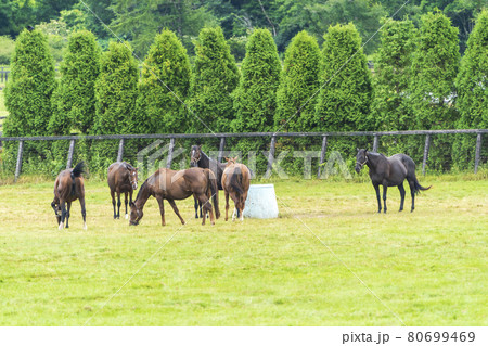 夏の競走馬(サラブレッド)生産牧場 イメージ 北海道 夏の競走馬(サラブレッド)生産牧場 イメージ 北海道 80699469