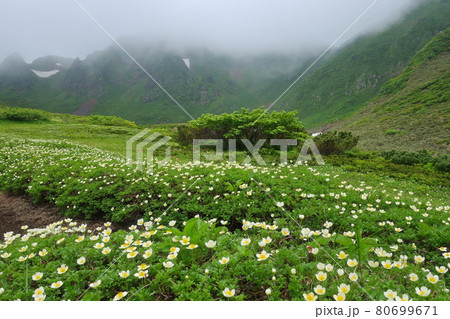 秋田駒ヶ岳とチングルマ 秋田駒ヶ岳とチングルマ 80699671