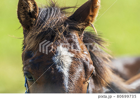 夏の競走馬（サラブレッド）生産牧場　イメージ　北海道 80699735