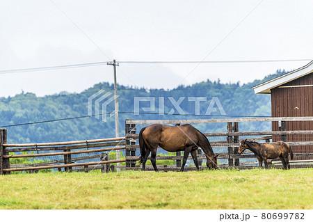 夏の競走馬(サラブレッド)生産牧場 イメージ 北海道 夏の競走馬(サラブレッド)生産牧場 イメージ 北海道 80699782
