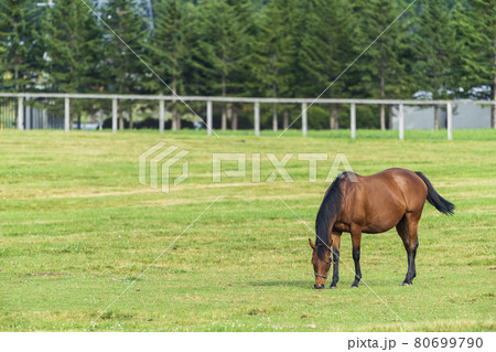 夏の競走馬（サラブレッド）生産牧場　イメージ　北海道 80699790