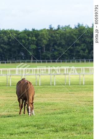 夏の競走馬(サラブレッド)生産牧場 イメージ 北海道 夏の競走馬(サラブレッド)生産牧場 イメージ 北海道 80699791