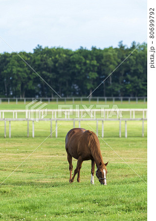 夏の競走馬(サラブレッド)生産牧場 イメージ 北海道 夏の競走馬(サラブレッド)生産牧場 イメージ 北海道 80699792