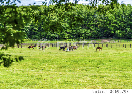 夏の競走馬(サラブレッド)生産牧場 イメージ 北海道 夏の競走馬(サラブレッド)生産牧場 イメージ 北海道 80699798