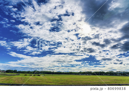 夏の青空と競走馬(サラブレッド)生産牧場 イメージ 北海道 夏の青空と競走馬(サラブレッド)生産牧場 イメージ 北海道 80699838