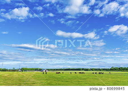 夏の青空と競走馬（サラブレッド）生産牧場　イメージ　北海道 80699845