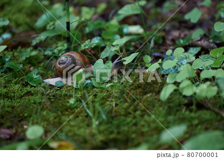 かたつむり エゾマイマイ かたつむり エゾマイマイ 80700001