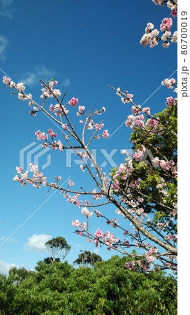 小春日和の一日　桜の木 80700019