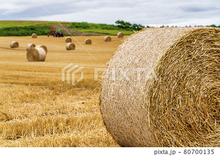 夏の北海道 麦畑 麦稈ロール 北海道安平町 夏の北海道 麦畑 麦稈ロール 北海道安平町 80700135