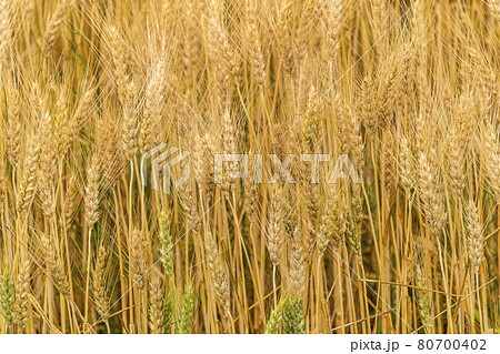 夏の北海道　イメージ　麦畑　北海道安平町 80700402