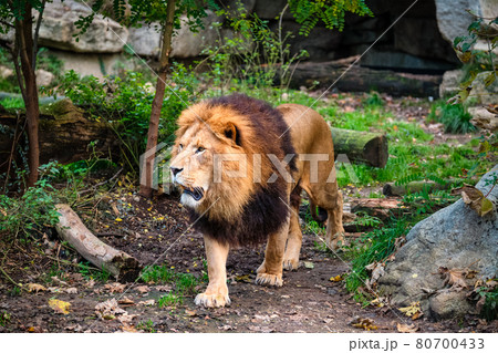 Lion in jungle forest in nature Lion in jungle forest in nature 80700433