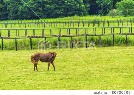 夏の競走馬(サラブレッド)生産牧場 イメージ 北海道 夏の競走馬(サラブレッド)生産牧場 イメージ 北海道 80700502