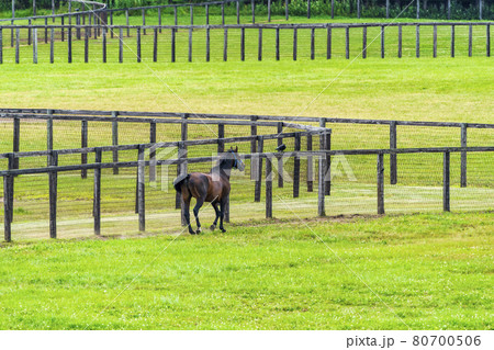 夏の競走馬(サラブレッド)生産牧場 イメージ 北海道 夏の競走馬(サラブレッド)生産牧場 イメージ 北海道 80700506