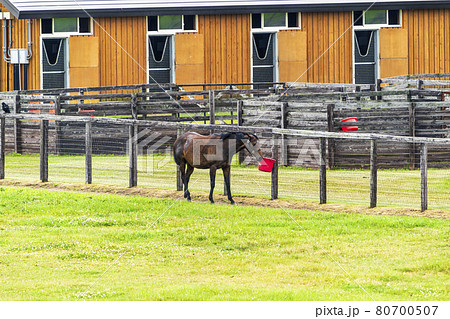 夏の競走馬（サラブレッド）生産牧場　イメージ　北海道 80700507