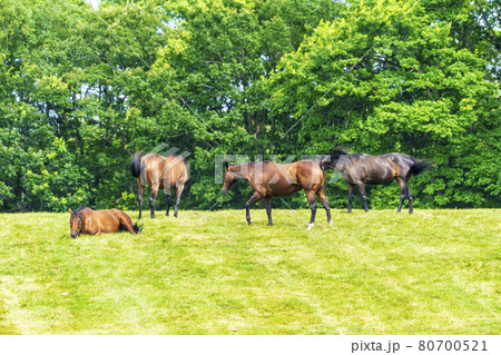 夏の競走馬(サラブレッド)生産牧場 イメージ 北海道 夏の競走馬(サラブレッド)生産牧場 イメージ 北海道 80700521