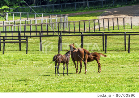 夏の競走馬（サラブレッド）生産牧場　イメージ　北海道 80700890