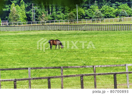 夏の競走馬(サラブレッド)生産牧場 イメージ 北海道 夏の競走馬(サラブレッド)生産牧場 イメージ 北海道 80700893