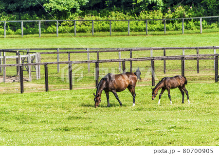 夏の競走馬(サラブレッド)生産牧場 イメージ 北海道 夏の競走馬(サラブレッド)生産牧場 イメージ 北海道 80700905