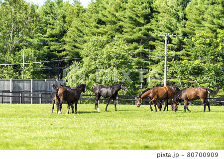夏の競走馬(サラブレッド)生産牧場 イメージ 北海道 夏の競走馬(サラブレッド)生産牧場 イメージ 北海道 80700909