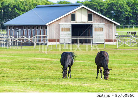 夏の競走馬（サラブレッド）生産牧場 イメージ 北海道の写真素材