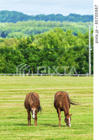 夏の競走馬(サラブレッド)生産牧場 イメージ 北海道 夏の競走馬(サラブレッド)生産牧場 イメージ 北海道 80700987