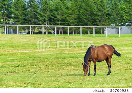夏の競走馬（サラブレッド）生産牧場　イメージ　北海道 80700988