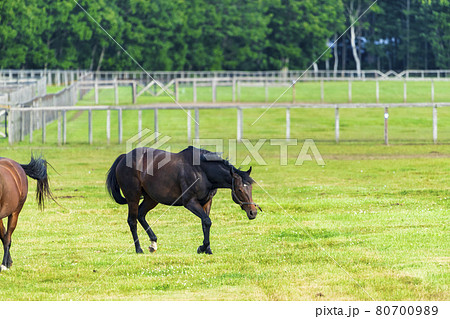 夏の競走馬(サラブレッド)生産牧場 イメージ 北海道 夏の競走馬(サラブレッド)生産牧場 イメージ 北海道 80700989