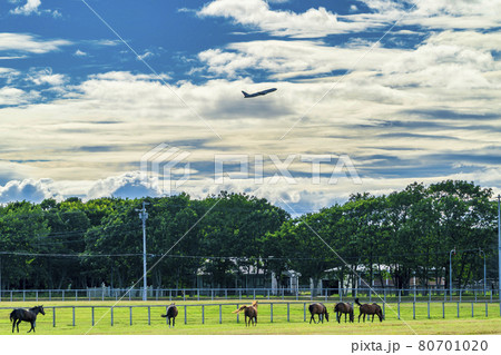 離陸した飛行機と夏の競走馬(サラブレッド)生産牧場 イメージ 北海道 離陸した飛行機と夏の競走馬(サラブレッド)生産牧場 イメージ 北海道 80701020