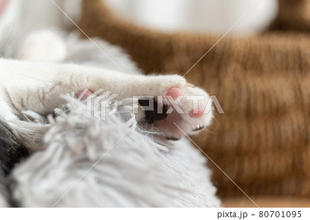 可愛い肉球 キジトラ猫 可愛い肉球 キジトラ猫 80701095