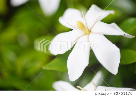 自然風景 オールドレンズ 草花 白い花の写真素材