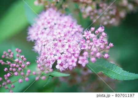 自然風景　オールドレンズ　草花　下野 80701197