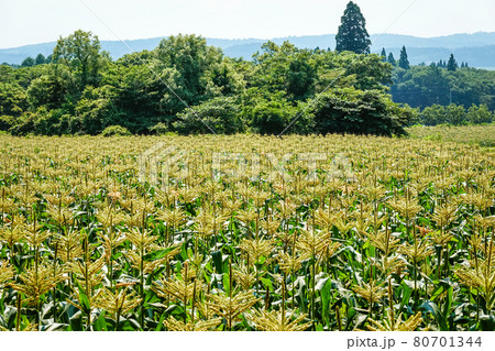 高原に広がるトウモロコシ畑(長野県信濃町) 高原に広がるトウモロコシ畑(長野県信濃町) 80701344