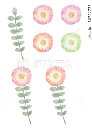 水彩タッチの一輪のボタニカルな花のイラストレーション 80701775