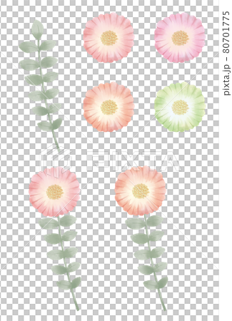水彩タッチの一輪のボタニカルな花のイラストレーション 80701775