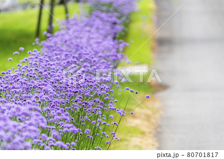 観光牧場の風景 道沿いに咲く紫のサンジャクバーベナ（ヤナギハナガサ