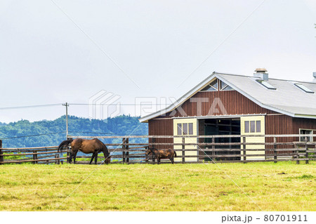 夏の競走馬生産牧場 イメージ 北海道 夏の競走馬生産牧場 イメージ 北海道 80701911
