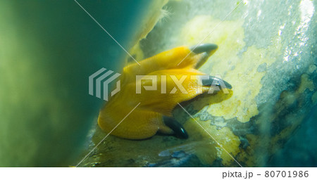 皇帝ペンギンの足 80701986