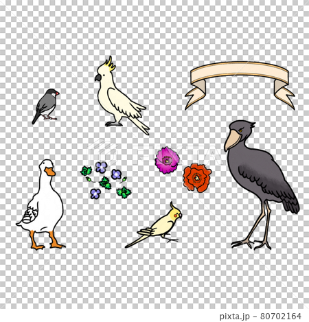 Illustrations of various birds 80702164