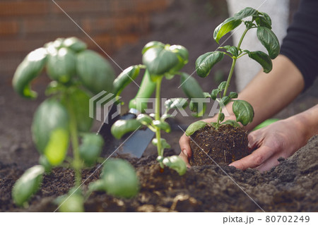 Hands of unrecognizable girl are planting young green basil seedlings or plants in fertilized ground. Sunlight, soil, small garden shovel. Close-up Hands of unrecognizable girl are planting young green basil seedlings or plants in fertilized ground. Sunlight, soil, small garden shovel. Close-up 80702249