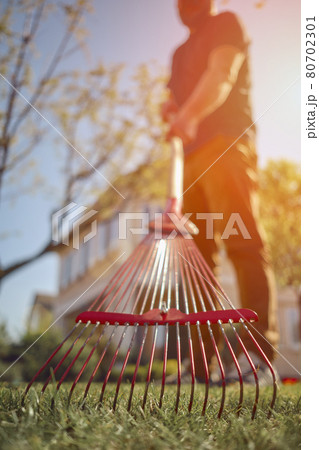 Unrecognizable young male in casual outfit is raking green grass using handheld red rake on a lawn of his backyard. Summer sunny day. Close up Unrecognizable young male in casual outfit is raking green grass using handheld red rake on a lawn of his backyard. Summer sunny day. Close up 80702301