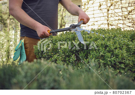 Guy with bare hands is trimming a green shrub using sharp hedge shears in his garden. Worker is clipping hedge in summer sunny day. Close up Guy with bare hands is trimming a green shrub using sharp hedge shears in his garden. Worker is clipping hedge in summer sunny day. Close up 80702367