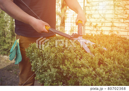 Male in casual clothes is trimming a green bush using hedge shears on his backyard. Gloves in pocket. Worker landscaping garden. Sunny day. Close up Male in casual clothes is trimming a green bush using hedge shears on his backyard. Gloves in pocket. Worker landscaping garden. Sunny day. Close up 80702368