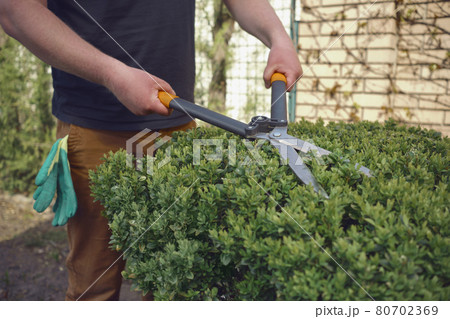 Male in casual clothes is trimming a green bush using hedge shears on his backyard. Gloves in pocket. Worker landscaping garden. Sunny day. Close up Male in casual clothes is trimming a green bush using hedge shears on his backyard. Gloves in pocket. Worker landscaping garden. Sunny day. Close up 80702369