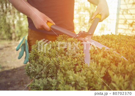 Man with bare hands is trimming a green shrub using hedge shears on his backyard. Gloves are in his pocket. Professional pruning tool. Close up Man with bare hands is trimming a green shrub using hedge shears on his backyard. Gloves are in his pocket. Professional pruning tool. Close up 80702370